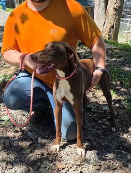 Tuni - Mixed Breed, Large (over 44 lbs fully grown),Mix available for adoption