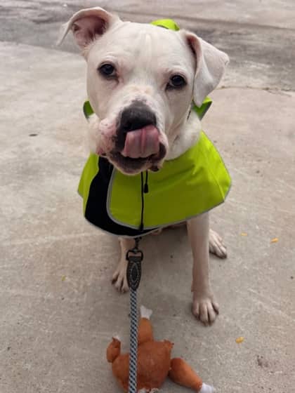 Emjay - Mixed Breed, Large (over 44 lbs fully grown),Mix available for adoption at Toronto Humane Society in Toronto
