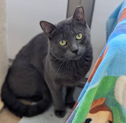 Oscar - Domestic Shorthair,Mix available for adoption