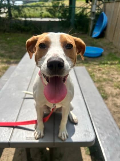 Ceylon - Mixed Breed available for adoption at Toronto Humane Society in Toronto