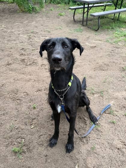 Nero - Mixed Breed, Large (over 44 lbs fully grown),Mix available for adoption at Toronto Humane Society in Toronto