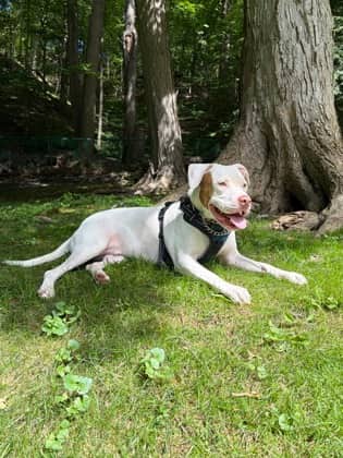 Arnold - Mixed Breed available for adoption at Toronto Humane Society in Toronto