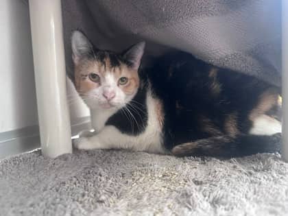 Tiny - Domestic Shorthair,Mix cat available for adoption at Toronto Humane Society in Toronto