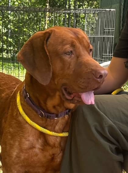 Benny Bug - Mixed Breed, Large (over 44 lbs fully grown),Mix available for adoption at Toronto Humane Society in Toronto