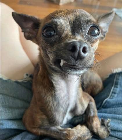 Java - Mixed Breed, Small (under 24 lbs fully grown),Mix available for adoption at Toronto Humane Society in Toronto