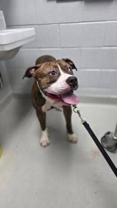 Bonsai - Mixed Breed, Large (over 44 lbs fully grown),Mix available for adoption at Toronto Humane Society in Toronto
