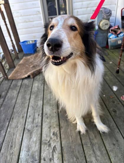 Finnigan - Mixed Breed available for adoption at Toronto Humane Society in Toronto