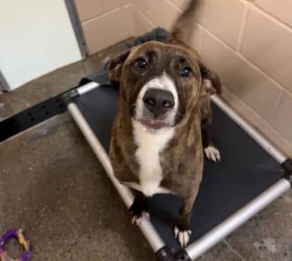Max - Mixed Breed, Medium (up to 44 lbs fully grown),Mix available for adoption at Toronto Humane Society in Toronto