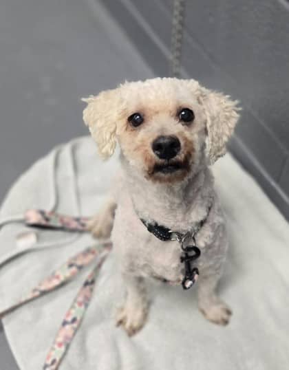 Milkshake - Mixed Breed, Small (under 24 lbs fully grown),Mix available for adoption at Toronto Humane Society in Toronto