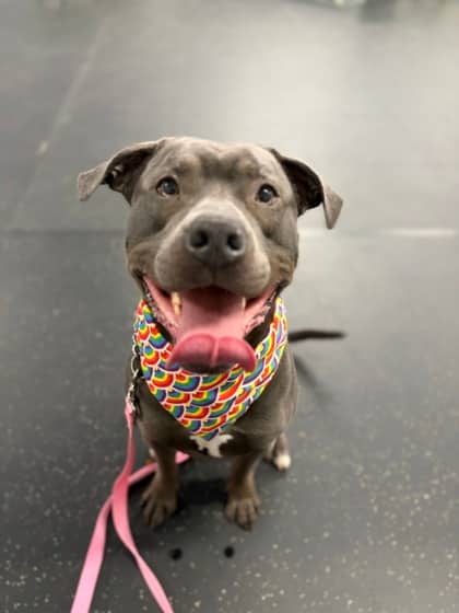 Apollo - Mixed Breed, Large (over 44 lbs fully grown),Mix available for adoption