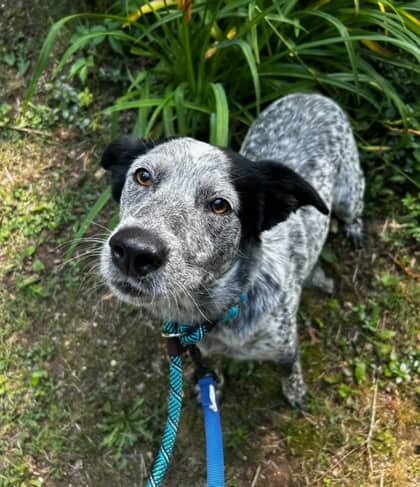 Stevie - Mixed Breed, Medium (up to 44 lbs fully grown),Mix available for adoption at Toronto Humane Society in Toronto