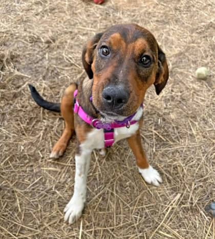 Deputy Do Right - Mixed Breed, Large (over 44 lbs fully grown),Mix available for adoption at Toronto Humane Society in Toronto
