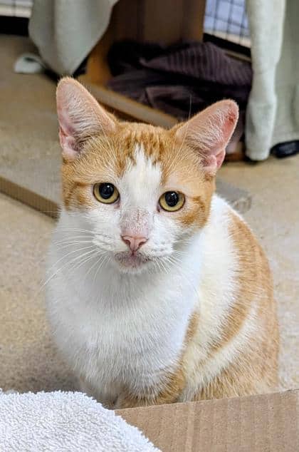Spunky - Domestic Medium Hair,Mix cat available for adoption at Toronto Humane Society in Toronto