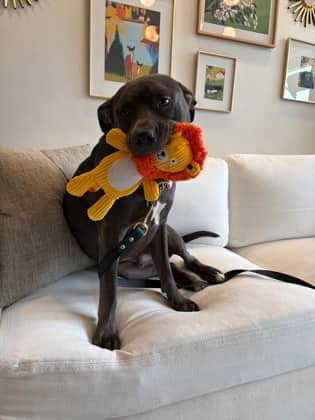 Apollo - Mixed Breed available for adoption