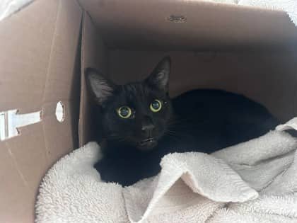 Serrefine - Domestic Shorthair,Mix cat available for adoption at Toronto Humane Society in Toronto