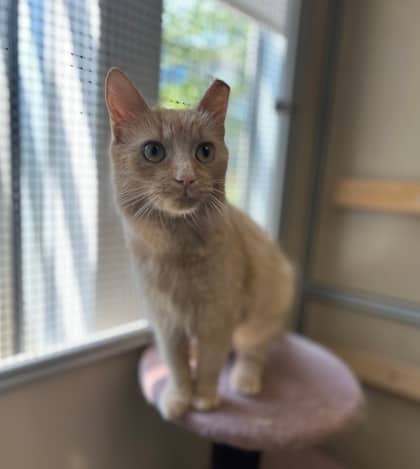 Mama - Domestic Longhair,Mix cat available for adoption at Toronto Humane Society in Toronto
