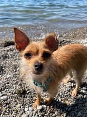 Phoenix - (under 24 lbs fully grown) Mix available for adoption at Toronto Humane Society in Toronto