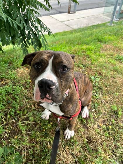 Bonsai - Mixed Breed, Large (over 44 lbs fully grown),Mix available for adoption
