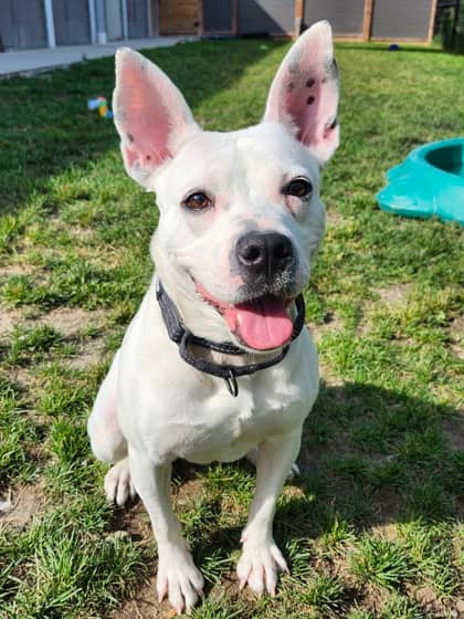 Nala - Mixed Breed, Medium (up to 44 lbs fully grown)/Mix available for adoption