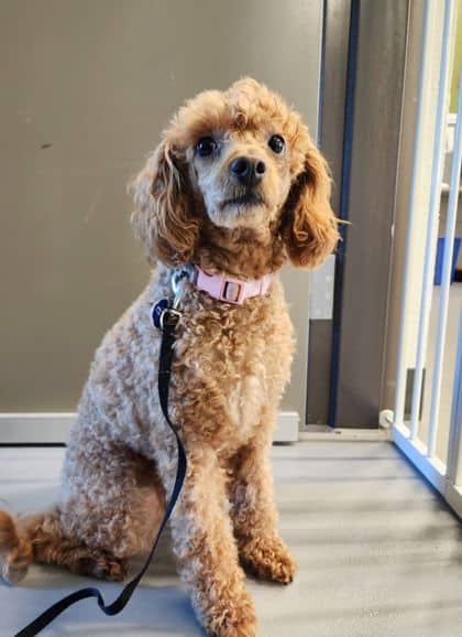 Tasha - Mixed Breed, Small (under 24 lbs fully grown)/Mix available for adoption