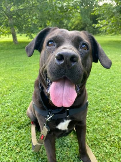 Coco - Mixed Breed, Large (over 44 lbs fully grown)/Mix available for adoption
