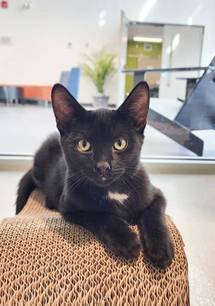 Perch - Domestic Shorthair/Mix cat available for adoption at Peterborough Humane Society in Peterborough