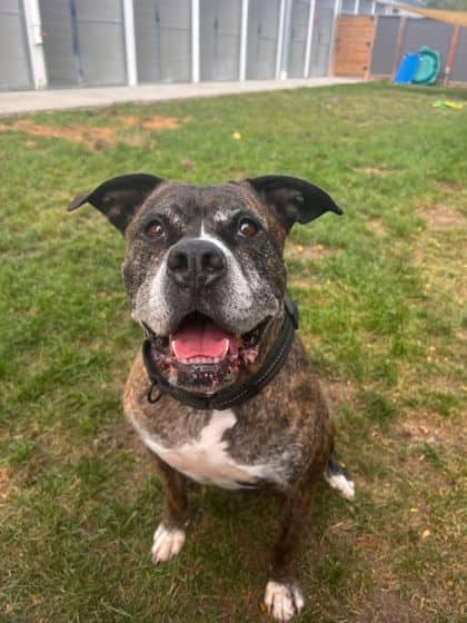Theo - Mixed Breed available for adoption