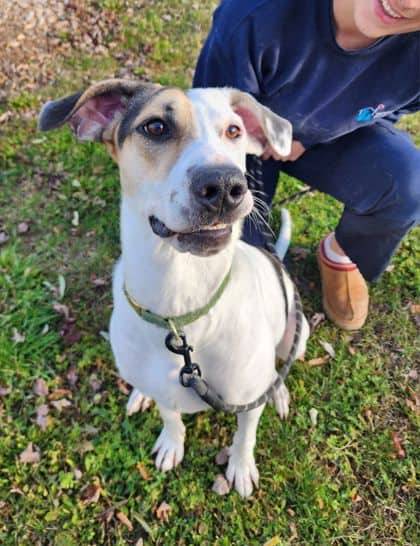 Louise - Mixed Breed available for adoption at Peterborough Humane Society in Peterborough