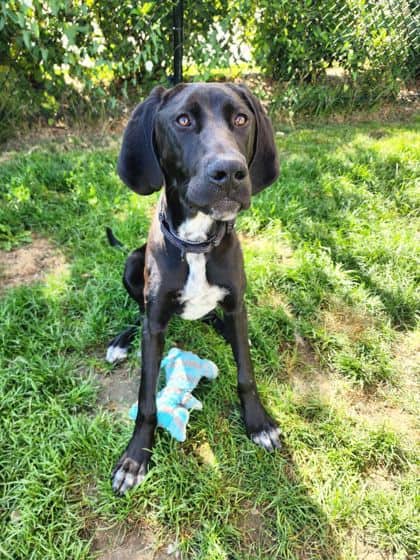 Goofy - Mixed Breed, Large (over 44 lbs fully grown)/Mix available for adoption