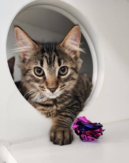 Frank-N-Furter - Domestic Longhair/Mix available for adoption