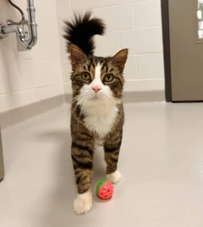 Mr. Fizz - Domestic Medium Hair/Mix cat available for adoption in Ontario