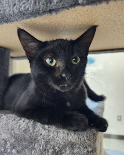 Pike - Domestic Shorthair/Mix cat available for adoption at Peterborough Humane Society in Peterborough