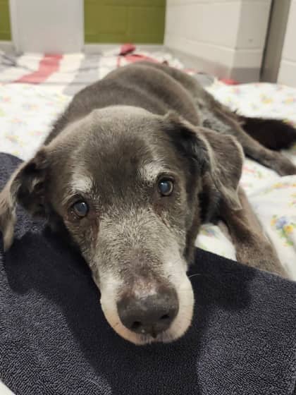 Dozer - Mixed Breed, Medium (up to 44 lbs fully grown)/Mix available for adoption at Peterborough Humane Society in Peterborough