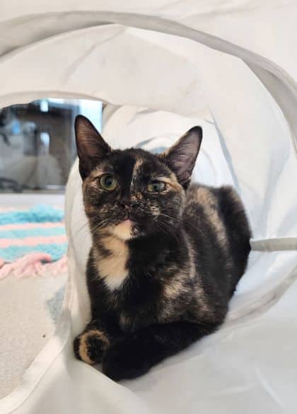 Guppy - Domestic Shorthair/Mix available for adoption