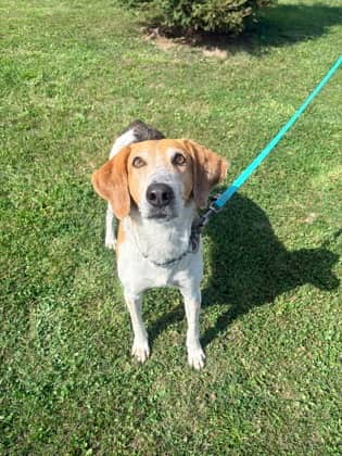 Elmer - Mixed Breed available for adoption at Peterborough Humane Society in Peterborough
