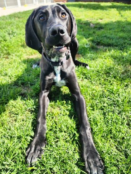 Goofy - Mixed Breed, Large (over 44 lbs fully grown)/Mix available for adoption