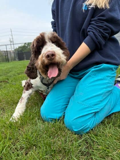 Marilyn - Mixed Breed, Medium (up to 44 lbs fully grown)/Mix available for adoption at Peterborough Humane Society in Peterborough