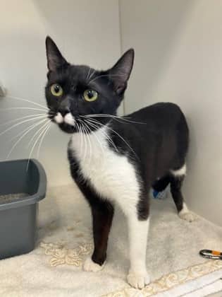 Melrose - Domestic Shorthair/Mix available for adoption