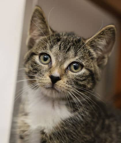 Rubinette - Domestic Shorthair/Mix cat available for adoption at Peterborough Humane Society in Peterborough