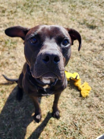 Grogu - Mixed Breed available for adoption