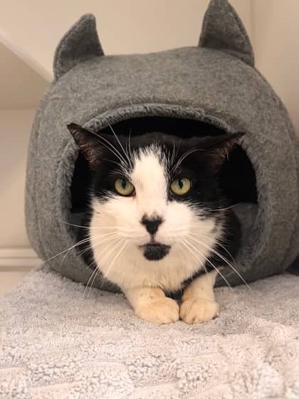 Moose - Domestic Shorthair/Mix available for adoption