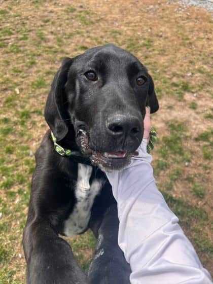Goofy - Mixed Breed available for adoption in Ontario
