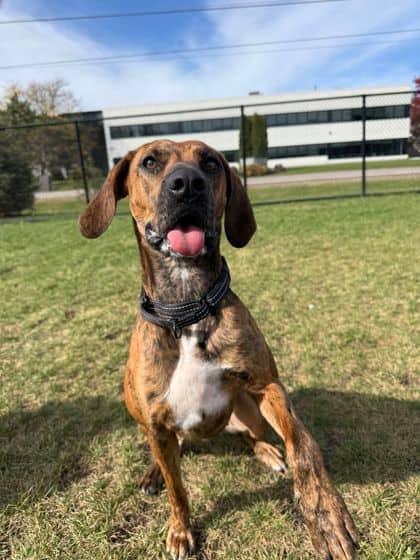 Porcha - Mixed Breed available for adoption