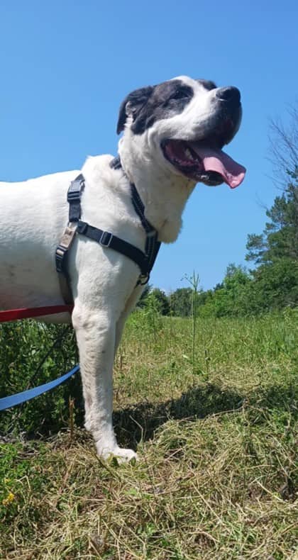 Ben - Mixed Breed, Large (over 44 lbs fully grown)/Mix available for adoption