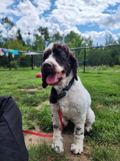 Margaret - Mixed Breed, Medium (up to 44 lbs fully grown)/Mix available for adoption at Peterborough Humane Society in Peterborough