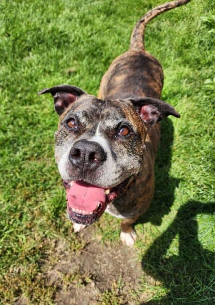 Theo - Mixed Breed, Large (over 44 lbs fully grown)/Mix available for adoption at Peterborough Humane Society in Peterborough