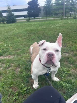 Miss Bitsy - Mixed Breed, Medium (up to 44 lbs fully grown)/Mix available for adoption at Peterborough Humane Society in Peterborough