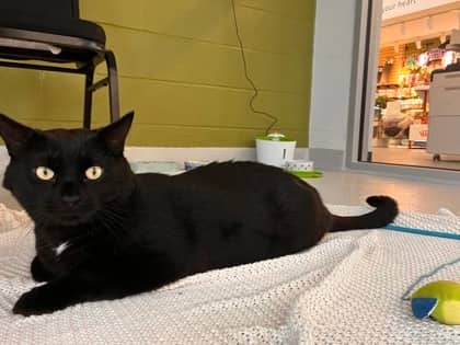 Sokka - Domestic Shorthair/Mix available for adoption