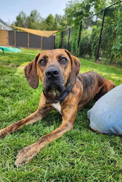 Porcha - Mixed Breed, Large (over 44 lbs fully grown)/Mix available for adoption at Peterborough Humane Society in Peterborough