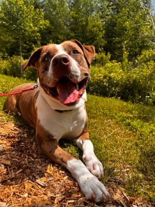 Cardamom - Mixed Breed, Large (over 44 lbs fully grown)/Mix available for adoption
